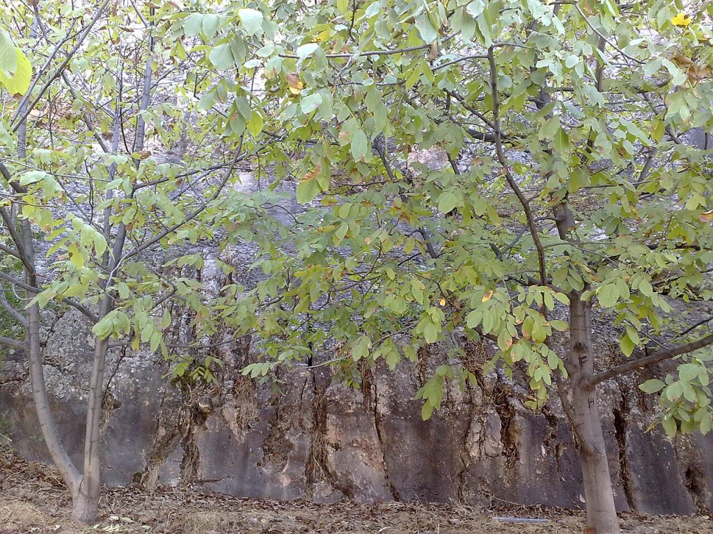 نمایی از بجنورد