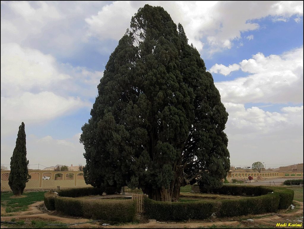 نماد شهر ابرکوه: سرو ابرکوه