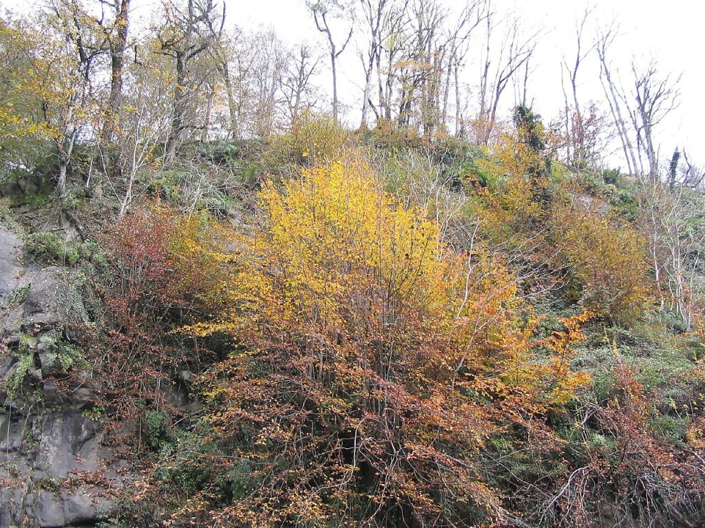 نمایی از جواهرده